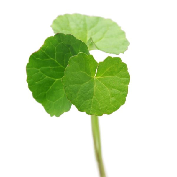 centella asiatica