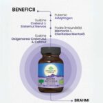 Organic India Brahmi-Gotu Kola Creier si Sistem Nervos, 60 capsule - 2