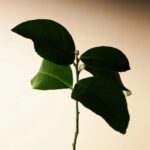 Aromatica Embrace Body Lotion Neroli & Patchouli