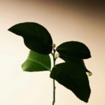 Aromatica Embrace Body Oil Neroli and Patchouli (1)